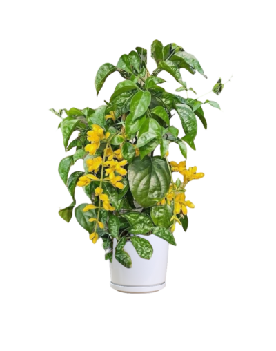 Golden Cascade Creeper